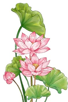 pink lotus flowers and green leaves on a white background