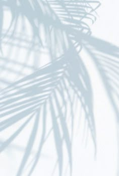 the shadow of a palm tree leaves on a white wall in front of a window