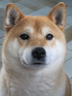 a brown and white dog sitting on top of a tile floor