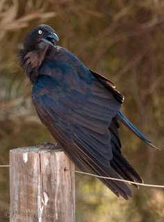 a black bird sitting on top of a wooden post