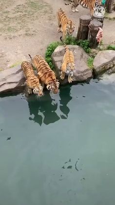 several tigers are drinking water from a pond