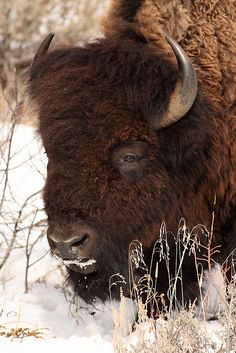 an adult bison standing in the snow near some bushes and trees with its horns curled up