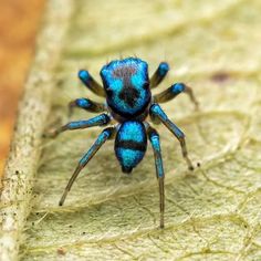 a blue spider sitting on top of a leaf