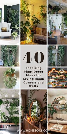 the top ten living room plants that are growing in your house and on the walls