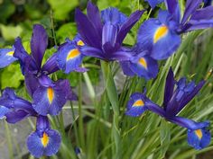 some purple flowers with yellow centers in the grass