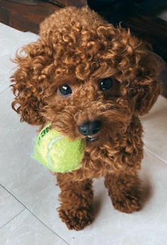 a brown poodle holding a tennis ball in it's mouth and looking at the camera