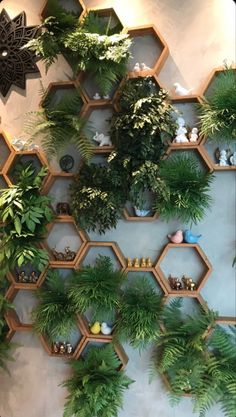 the wall is filled with plants and shelves that are shaped like hexagons