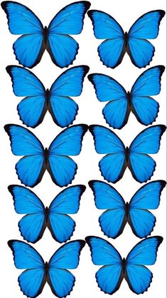 a group of blue butterflies with different colors on their wings, all facing in the same direction