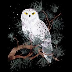 an owl perched on top of a pine tree branch in the night sky with snow flakes