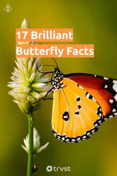 a butterfly sitting on top of a flower with the words 17 brilliant butterfly fact's