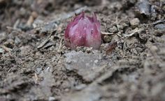 a small pink flower sitting in the dirt