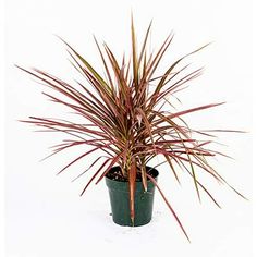 a potted plant with red and green leaves on it's side, in front of a white background