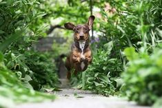 a dog is jumping up into the air