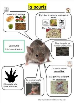 a poster with pictures of different animals and their names in french, including an image of a gerbil