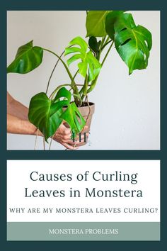 a person holding a potted plant with the words, cause of curling leaves in monsteria