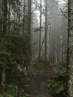 a small stream running through a forest filled with trees and mossy ground covered in fog