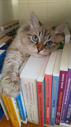 a cat laying on top of a pile of books