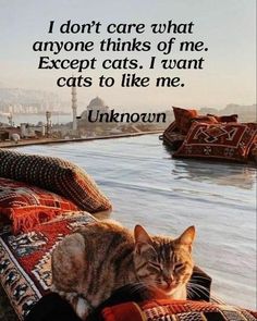 a cat sitting on top of a couch next to a river with a quote about cats