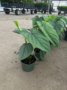 there are many potted plants on the ground