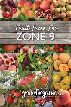 "Fruit Trees for Zone 9" text in white on a wooden plank background. The plank is over many tiled images of fruits you can grow in that zone. Zone 8 Fruit Trees, Fruit Trees For Zone 8, Zone 8b Vegetable Gardening, Homesteading Projects, Fruit Trees Backyard, Fruit Trees In Containers, Zone 8b, Planting Fruit Trees