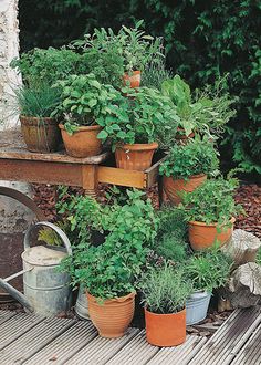 many potted plants are sitting on a bench