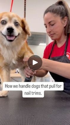 a woman combing a dog's hair while another watches