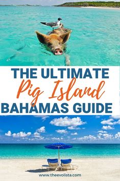 a pig swimming in the ocean with text overlay that reads, the ultimate pig island bahamas guide