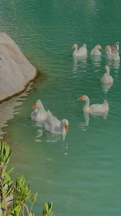 several ducks are swimming in the water near some rocks