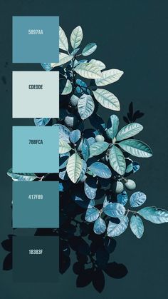 Colors:
5897AA ° CDE0DE ° 7BBFCA ° 417F89 ° 1B383F Blue Pallet Color Combinations, Dark Palette Aesthetic, Blue Complementary Color Palette, Indigo Palette Colour Schemes, Color Palette Leaves, Color Palette Mystical, Cool Blue And Green Color Palette, Blue Teal Color Palette, Green Blue Purple Color Palette