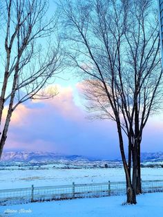 two trees in the snow near a fence