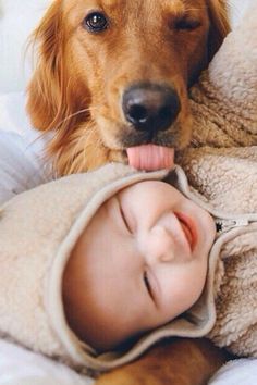 a brown dog laying on top of a bed next to a baby sleeping in a blanket