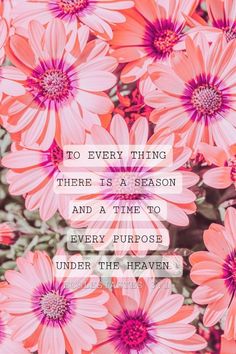 pink flowers with the quote to every thing there is a season and a time to enjoy purpose under the heaven