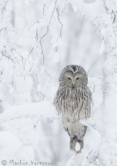 an owl sitting on top of a tree branch in the middle of snow covered ground