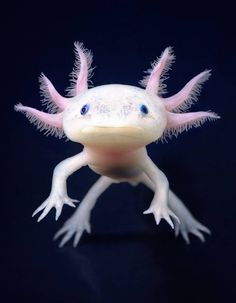 a white and pink gecko with blue eyes