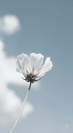 a single white flower in front of a blue sky