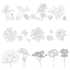 the different types of trees are shown in black and white, with one line drawing