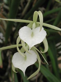 two white flowers with green leaves in the background