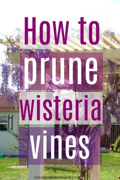 the words how to prune wisteria vines are in front of a house