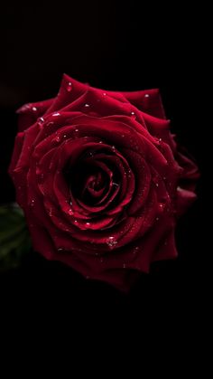 a single red rose with water droplets on it's petals, in the dark