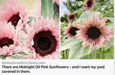 three pictures of pink sunflowers and the words you can plant midnight on pink sunflowers and i need them in my yard