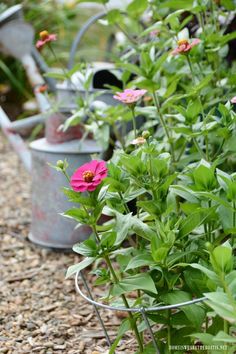 pink flowers are growing in the garden next to metal watering cans and other greenery