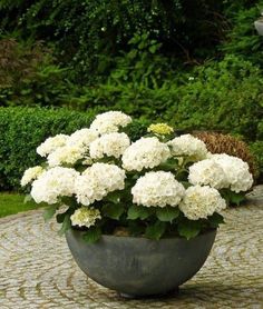 a potted plant with white flowers in it on a stone patio area surrounded by greenery