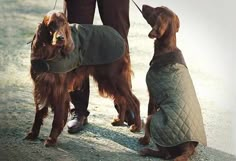 two dogs wearing coats are being held by their owner on a leash while another dog stands behind them