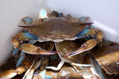 a pile of blue crabs sitting on top of each other