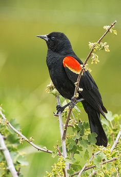 a black bird sitting on top of a tree branch with red and yellow markings in its feathers