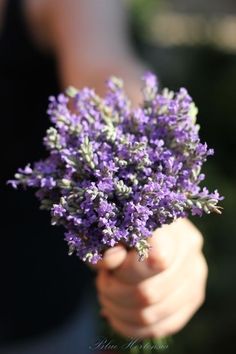 a person holding purple flowers in their hand