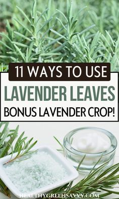 lavender leaves with the words 11 ways to use lavender leaves in your soap and lotion