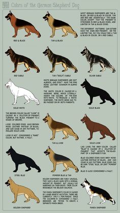 the german shepherd dogs are all different colors and sizes, from black to white to brown