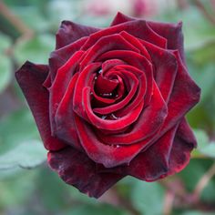 a red rose with green leaves in the background