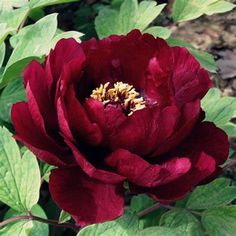 a large red flower with green leaves around it